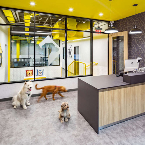 District Dogs Dog Daycare